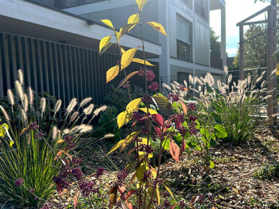 ENTRETIEN-AUTOMNE-ESPACES-VERTS-COPROPRIETE-GENEVE-2