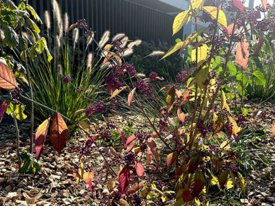 ENTRETIEN-AUTOMNE-ESPACES-VERTS-COPROPRIETE-GENEVE-3