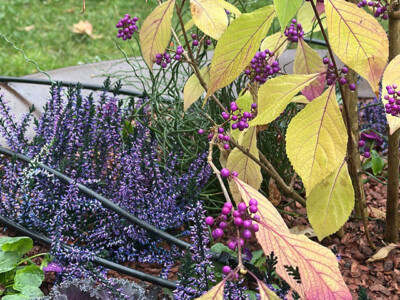 ENTRETIEN-AUTOMNE-ESPACES-VERTS-POTS-BALCON-TERRASSE-GENEVE-4