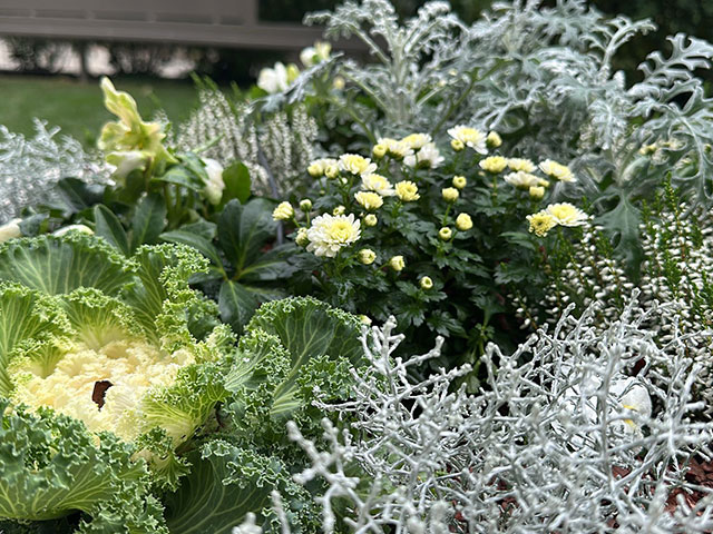 ENTRETIEN-AUTOMNE-ESPACES-VERTS-POTS-BALCON-TERRASSE-GENEVE-7