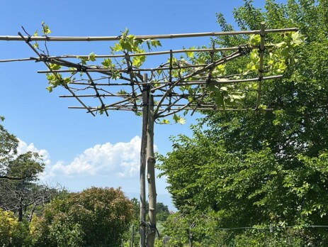 Platane sur tige planté dans un jardin privé proche de Genève
