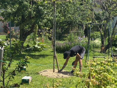 Aménagement de jardin avec platane sur tige et paillage naturel à Jussy