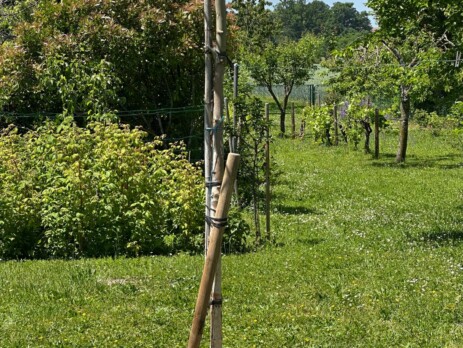 Platane sur tige planté dans un jardin privé proche de Genève