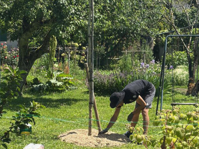 Aménagement de jardin avec platane sur tige et paillage naturel à Jussy