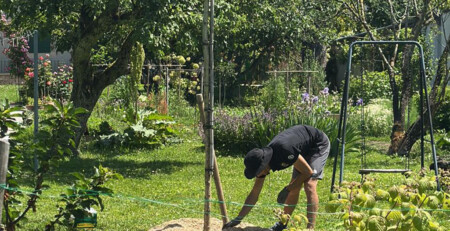 Aménagement de jardin avec platane sur tige et paillage naturel à Jussy