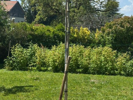 Détail du tuteurage d’un platane sur tige après plantation