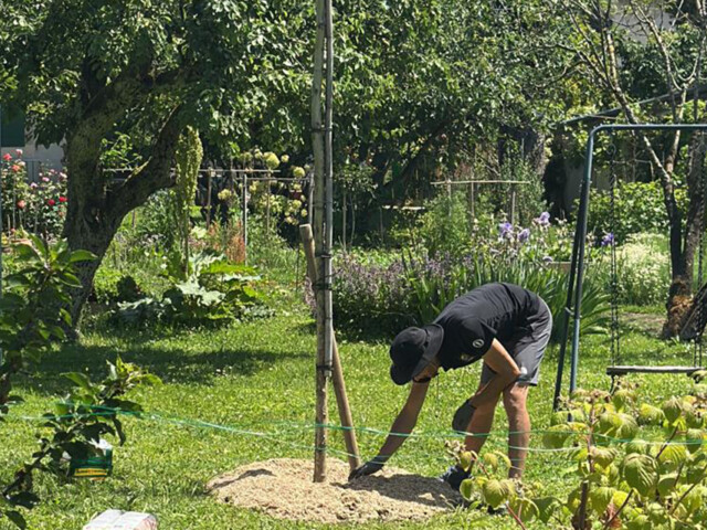 Aménagement de jardin avec platane sur tige et paillage naturel à Jussy