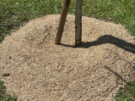 Paillage au pied d’un arbre pour favoriser la reprise après plantation