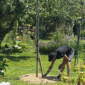 Aménagement de jardin avec platane sur tige et paillage naturel à Jussy