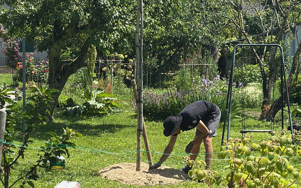 Aménagement de jardin avec platane sur tige et paillage naturel à Jussy