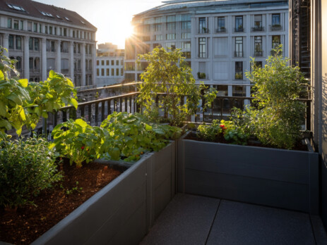 TOMATES-BALCON-GENEVE-1