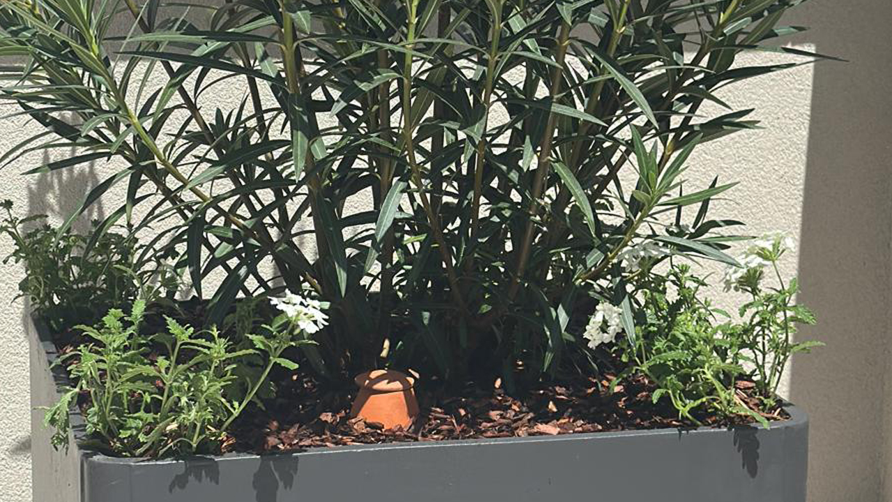 AMENAGEMENT-VEGETALISATION-TERRASSE-PLANTES-BOSSEY-5 Oya en terre cuite installé dans un bac pour optimiser l’arrosage des plantes