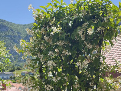 Jasmin étoilé sur espalier planté en bac sur une terrasse à Bossey