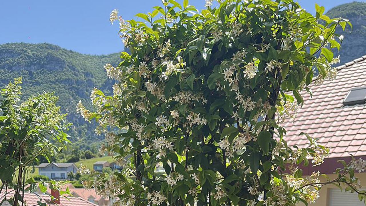 Jasmin étoilé sur espalier planté en bac sur une terrasse à Bossey