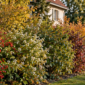 Haie composée de plusieurs arbustes aux feuillages et baies d’automne dans un jardin de villa à Genève