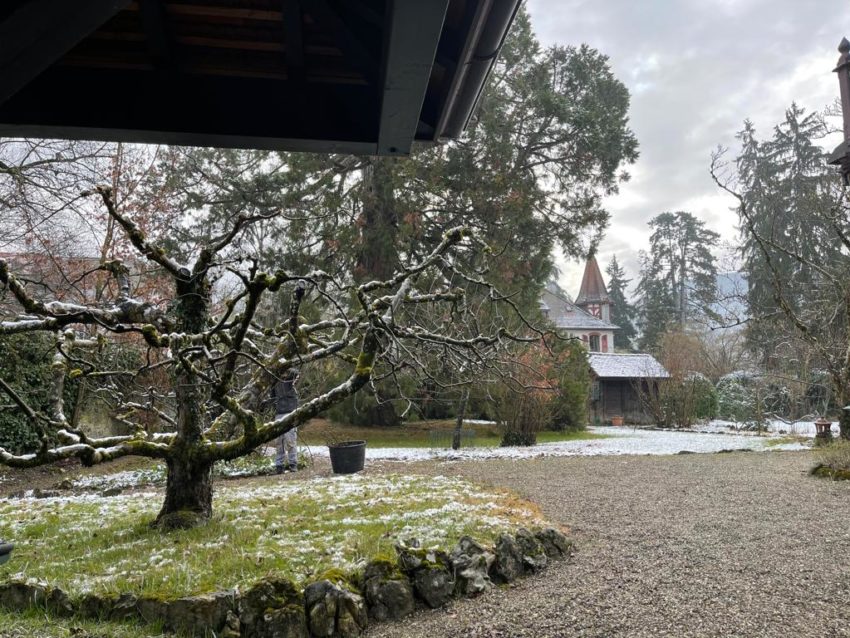 Taille arbres et fruitiers – Veyrier, Genève